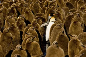 One adult King Penguin (Aptenodytes patagonicus) amongst colony of chicks. Gold Harbor One adult King Penguin (Aptenodytes patagonicus) amongst colony of chicks. Gold Harbor