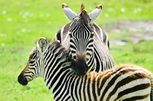 Adult zebra with a bird on the head and the calf Adult zebra with a bird on the head and the calf