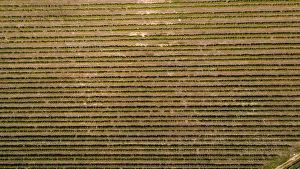 Aerial photo over the bright green vineyards of the Slanghoek valley near Worcester in the Western Cape of south Africa Aerial photo over the bright green vineyards of the Slanghoek valley near Worcester in the Western Cape of south Africa