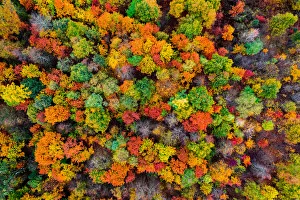 Aerial view of the autumn forest. Autumn foliage colors Aerial view of the autumn forest. Autumn foliage colors