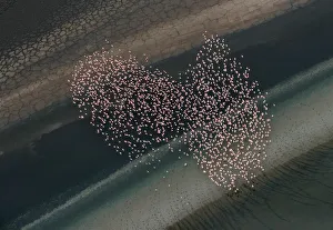 Aerial view of Lesser Flamingos flying over shallow water lake beside lakeshore Aerial view of Lesser Flamingos flying over shallow water lake beside lakeshore