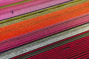 Netherlands Collection: Aerial view of tulip fields in North Holland, Netherlands