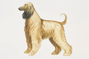 Afghan Hound (canis familiaris), side view Afghan Hound (canis familiaris), side view