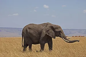 africa, african bush elephant, african elephant, animal themes, animals in the wild africa, african bush elephant, african elephant, animal themes, animals in the wild