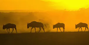 africa, animal behavior, animal themes, animals in the wild, antelope, backlit africa, animal behavior, animal themes, animals in the wild, antelope, backlit