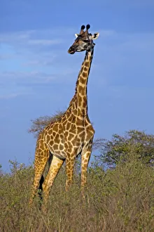 africa, animal themes, animals in the wild, beauty in nature, bush, day, flora, full length africa, animal themes, animals in the wild, beauty in nature, bush, day, flora, full length