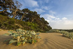 africa, beach, coastal forest, coastal vegetation, coastline, color image, colour image africa, beach, coastal forest, coastal vegetation, coastline, color image, colour image