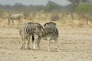 African Animal, Animal Nose, Animal Themes, Animal life, Bush, Dust, Fauna, Field African Animal, Animal Nose, Animal Themes, Animal life, Bush, Dust, Fauna, Field