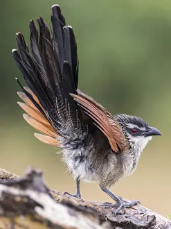 african, aves, cuckoo bird, exterior views, natural environment, perch, reserve, wildlife african, aves, cuckoo bird, exterior views, natural environment, perch, reserve, wildlife