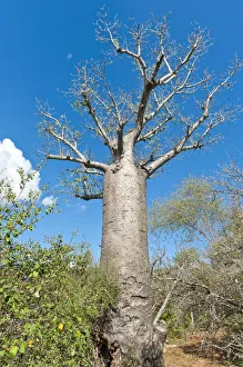 African Baobab -Adansonia digitata-, Andohahela National Park African Baobab -Adansonia digitata-, Andohahela National Park