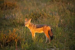 African Black-backed Jackal (Canis mesomelas) at Sunrise in Etosha National Park, Namibia African Black-backed Jackal (Canis mesomelas) at Sunrise in Etosha National Park, Namibia