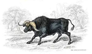 Magical world illustration/palmer illustrated collection/african buffalo lithograph 1884 Magical world illustration/palmer illustrated collection/african buffalo lithograph 1884
