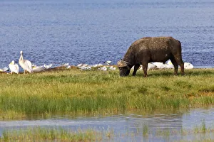African Buffalo -Syncerus caffer- and White Pelicans -Pelecanus onocrotalus-, Lake Nakuru National Park, Kenya African Buffalo -Syncerus caffer- and White Pelicans -Pelecanus onocrotalus-, Lake Nakuru National Park, Kenya