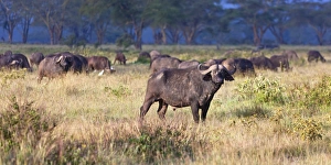 African Buffalos -Syncerus caffer- in morning light, Lake Nakuru National Park, Kenya African Buffalos -Syncerus caffer- in morning light, Lake Nakuru National Park, Kenya