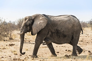 African Bush Elephant -Loxodonta africana-, Etosha National Park, Namibia African Bush Elephant -Loxodonta africana-, Etosha National Park, Namibia