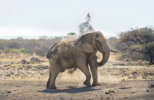 African Bush Elephant -Loxodonta africana- taking a dust bath, Koinachas waterhole African Bush Elephant -Loxodonta africana- taking a dust bath, Koinachas waterhole