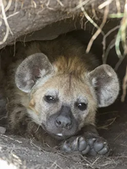 african, cropped, detail, exterior views, head shots, hidden, looks, lying, marine animal african, cropped, detail, exterior views, head shots, hidden, looks, lying, marine animal