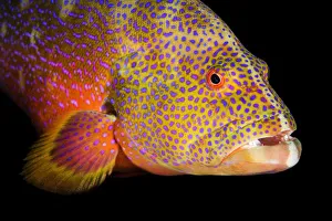 african, cropped, epinephelinae, mail-cheeked fish, marine animal, marine fish, natural environment african, cropped, epinephelinae, mail-cheeked fish, marine animal, marine fish, natural environment