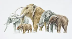 African Elephant, back, extreme left, Moenitherium, Woolly Mammoth, Platybelodon and Trilophodon African Elephant, back, extreme left, Moenitherium, Woolly Mammoth, Platybelodon and Trilophodon