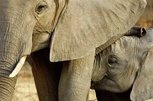 African elephant and calf, Mana Pools NP, Zimbabwe African elephant and calf, Mana Pools NP, Zimbabwe