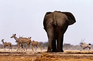 African Elephant (loxodonta africana) amd Greater Kudu, Namibia African Elephant (loxodonta africana) amd Greater Kudu, Namibia