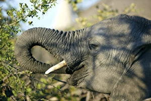 African elephant -Loxodonta africana-, Okavango Delta, Botswana, Africa African elephant -Loxodonta africana-, Okavango Delta, Botswana, Africa