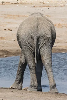 African Elephant -Loxodonta africana- at the Chudop waterhole, Etosha National Park African Elephant -Loxodonta africana- at the Chudop waterhole, Etosha National Park