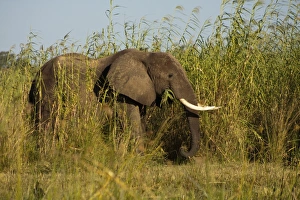 African Elephant -Loxodonta africana- feeding on high reeds on the river banks of the African Elephant -Loxodonta africana- feeding on high reeds on the river banks of the