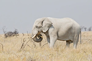 African Elephant -Loxodonta africana- grazing in the steppe, Etosha National Park, Namibia African Elephant -Loxodonta africana- grazing in the steppe, Etosha National Park, Namibia