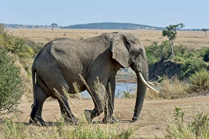 African Elephant -Loxodonta africana- at the Mara, Maasai Mara National Reserve, Kenya African Elephant -Loxodonta africana- at the Mara, Maasai Mara National Reserve, Kenya