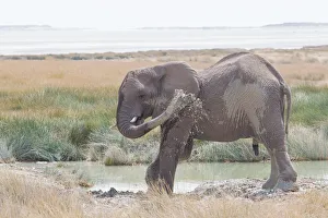 African Elephant -Loxodonta africana- sprayed itself with water, Etosha National Park African Elephant -Loxodonta africana- sprayed itself with water, Etosha National Park