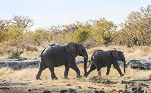Two African Elephants -Loxodonta africana- marching, Etosha National Park, Namibia Two African Elephants -Loxodonta africana- marching, Etosha National Park, Namibia
