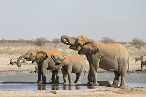 African elephants -Loxodonta africana- at water hole, Etosha National Park, Namibia African elephants -Loxodonta africana- at water hole, Etosha National Park, Namibia