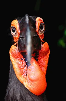 African Ground Hornbill (Bucorvus Leadbetteri) African Ground Hornbill (Bucorvus Leadbetteri)