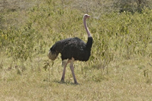 African ostrich -Struthio camelus- in the Ngorongoro Crater, Ngorongoro Conservation Area African ostrich -Struthio camelus- in the Ngorongoro Crater, Ngorongoro Conservation Area