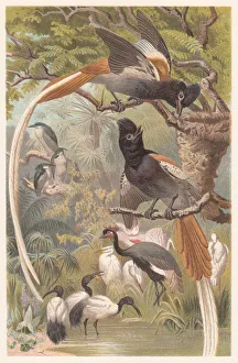 African Paradise Flycatcher (Terpsiphone viridis), lithograph, published in 1882 African Paradise Flycatcher (Terpsiphone viridis), lithograph, published in 1882