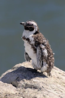 African Penguin or Jackass Penguin -Spheniscus demersus-, adult on rock, moulting African Penguin or Jackass Penguin -Spheniscus demersus-, adult on rock, moulting