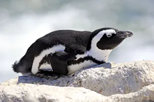 African Penguin -Spheniscus demersus-, adult resting on rock, Bettys Bay, Western Cape African Penguin -Spheniscus demersus-, adult resting on rock, Bettys Bay, Western Cape