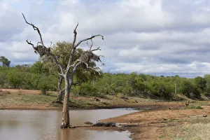 African safari landscape with animal water drinking hole , Mpumalanga , south Africa African safari landscape with animal water drinking hole , Mpumalanga , south Africa