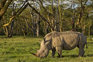African White rhinoceros (Ceratotherium simum) grazing alone at the golden forest of African White rhinoceros (Ceratotherium simum) grazing alone at the golden forest of