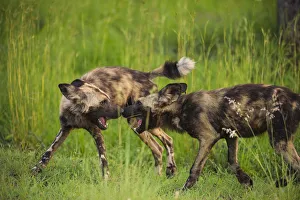 African wild dog (Lycaon pictus) interacting playfully at sunset in the Kruger National African wild dog (Lycaon pictus) interacting playfully at sunset in the Kruger National