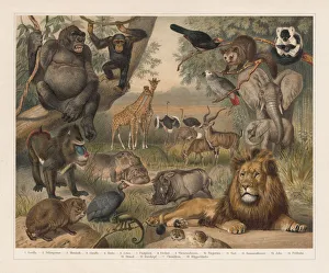 African wildlife, lithograph, published in 1897 African wildlife, lithograph, published in 1897