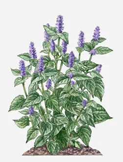 Agastache foeniculum (Anise Hyssop) with purple flowers amd green leaves on tall stems Agastache foeniculum (Anise Hyssop) with purple flowers amd green leaves on tall stems