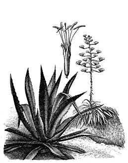 Agave americana (maguey or American aloe) Agave americana (maguey or American aloe)