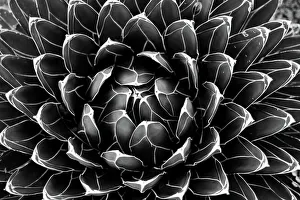 Perfect plant prints/agave victoriae reginae queen victoria agave Perfect plant prints/agave victoriae reginae queen victoria agave