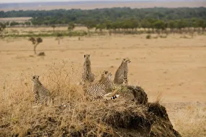 Alertness, Animal Family, Animal Themes, Animal life, Animals In The Wild, Cheetah Alertness, Animal Family, Animal Themes, Animal life, Animals In The Wild, Cheetah