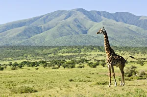 Alertness, Animal Themes, Animal life, Animals In The Wild, Fauna, Field, Full Length Alertness, Animal Themes, Animal life, Animals In The Wild, Fauna, Field, Full Length