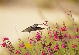 Allens Hummingbird in Flight Allens Hummingbird in Flight