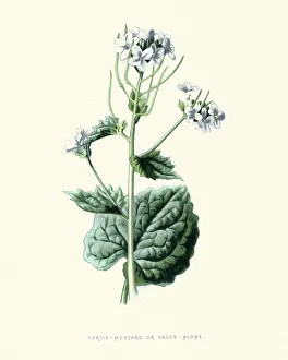 Alliaria petiolata, Garlic mustard, botanical flower print Alliaria petiolata, Garlic mustard, botanical flower print