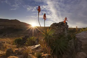 Aloe on a high mountain rocks landscape sunset with cloudy skies - Dullstroom, South Africa Aloe on a high mountain rocks landscape sunset with cloudy skies - Dullstroom, South Africa